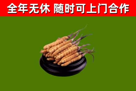 大兴区回收冬虫夏草